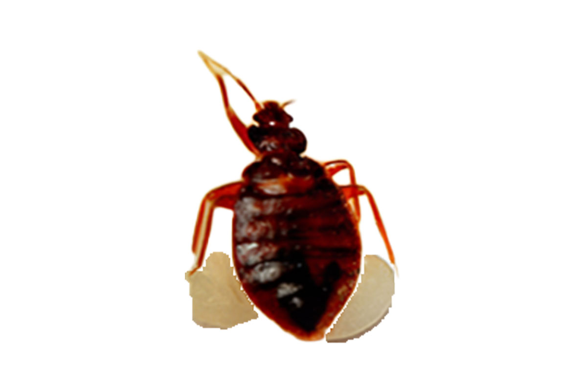 Professional bed bug control service