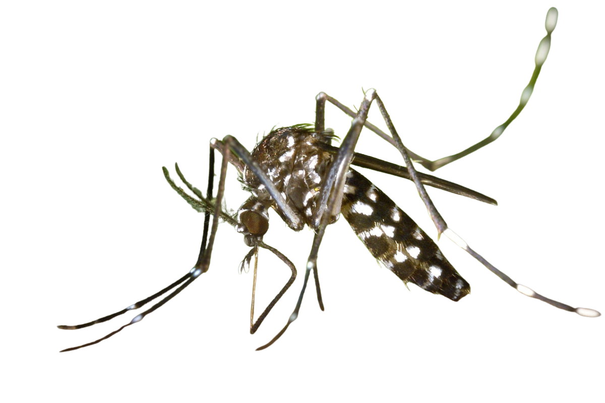 Professional mosquito control service