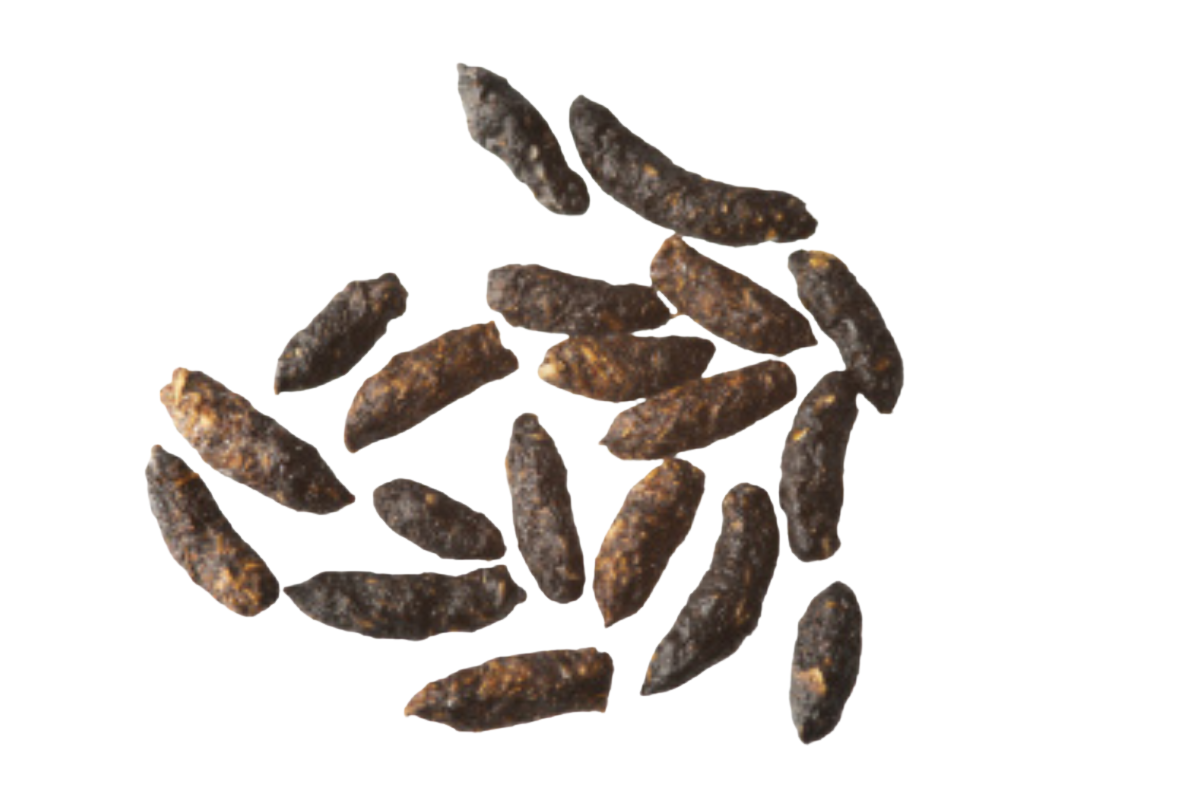 Signs of rodent infestation