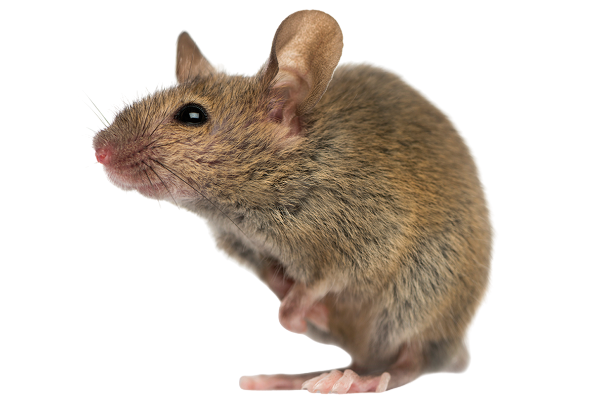 rodent control service